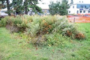 The Grand Marais City Council, with Mayor Larry Carlson casting a no vote, passed a motion to pursue funding for two more rain gardens in the city. Carlson argued that rain gardens, like this one near the Grand Marais Public Library, are an “eyesore.”