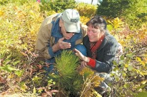 A fall visit to the North Shore by Kevin and Terry Barnes of Minneapolis included a stop to see some of the trees that they planted during the Gunflint Green Up in 2008 and 2009. Although this “baby” was still relatively small, some of the trees planted are now over six feet tall.