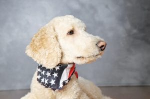 America’s VetDogs: The Veteran’s K-9 Corps is a program that matches veterans who need some assistance with specially trained dogs. The United Church of Christ and the American Legion and Legion Auxiliary will be working together for the next few months to raise funds for this special program.