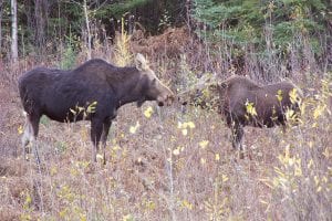 Kristine Cronstrom and her dad, Dick Cronstrom of West Bearskin Lake, had some real moose madness, spotting this mother moose and two calves two nights in a row.