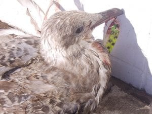 Rescuers came to the aid of this injured seagull, hoping that it would survive after they removed the fishhook and fishing line it was tangled in.