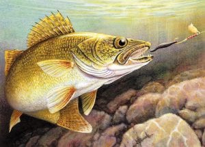 This realistic painting of a striking walleye will be featured on the 2012 walleye stamp. The stamp was painted by John House, of Melby, MN who holds the distinction of winning all five of Minnesota’s wildlife art stamp contests.