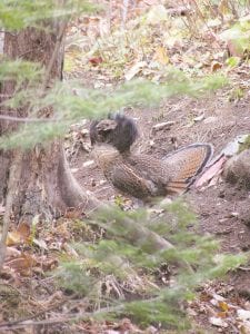 Greg Fangel caught this fine-looking ruffed grouse all ruffled up on the Superior Hiking Trail near Schroeder in October. Lucky for the grouse, Greg was shooting with his camera, not his gun!