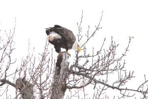 It is wonderful that the symbol of our country, the magnificent bald eagle, can be frequently spotted in Cook County. David Johnson of Grand Marais captured this eagle ready to take flight near the Grand Marais waterfront. If you look very closely, you can see that the eagle is banded.