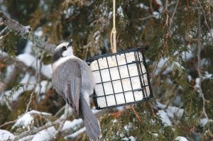 Fill the suet feeders and get the binoculars out—it’s time for the annual Audubon Christmas Bird Count. Counting day is Saturday, December 17.