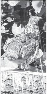 Grouse hunters, or those who just enjoy seeing them in the woods, are encouraged to review the Minnesota DNR’s ruffed grouse management plan and give input.