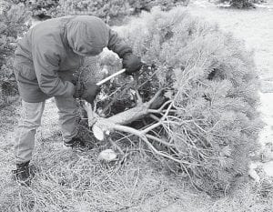 Before heading out into the woods to harvest a Christmas tree, stop by the Gunflint or Tofte Ranger district office to obtain the proper permit.