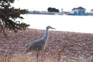 David Johnson of Grand Marais took this photo of a sandhill crane on the Grand Marais harbor on December 17. Johnson said, “It must be a straggler heading south.” The crane happened to be in Grand Marais during the Audubon Christmas Bird Count, so it was listed along with chickadees, waxwings, starlings and crows. Bird Count compiler Jeremy Ridlbauer said it was very rare for a sandhill crane to be spotted in Cook County at this time of year. “Definitely out of its range,” said Ridlbauer.