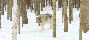 Recent estimates indicate Minnesota’s wolf population is nearly 3,000 strong. This healthy looking wolf was spotted in the Lutsen area in February 2011.