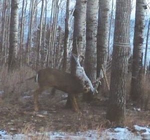 Matthew Brown of Colvill was startled when he discovered this six-point buck tangled in a hammock on his property. He was greatly relieved that the animal was freed, thanks to Conservation Officer Darin Fagerman. Left: Brown holds the piece of antler that was tangled in the hammock.