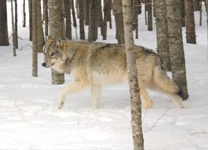 The federal delisting of the gray wolf raises some difficult questions about lethal and non-lethal wolf control choices. On January 4, 2012, State Representatives Tom Anzelc and David Dill announced that they are working with the Minnesota Department of Natural Resources on legislation regarding management of the wolf population.