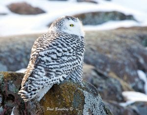 Paul Sundberg of Grand Marais headed out to The Point to take pictures of the interesting ice formations on the breakwall. He found a pleasant surprise, this snowy owl alongside the trail. Sundberg said the bird was so well camouflaged that he would have walked past it had it not turned its head. “The feathers on her back blended right in with the lichens on the rock.” Sundberg said the owl was very tolerant of his presence. He was excited about getting such a close-up look at the owl and noted that its feathers were so thin and fine they look like fur. That is what insulates these owls, which spend most of their time in the Arctic. “I feel very fortunate to be able to walk up on one of our Northland’s most beautiful creatures.”