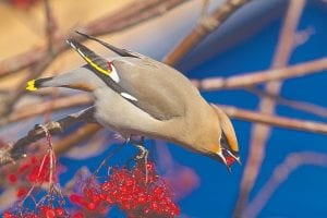 Birders throughout Cook County have been enjoying the influx of Bohemian and cedar waxwings in the past few weeks. Photographer David Brislance of Lutsen captured this lovely Bohemian waxwing on mountain ash berries on January 13.