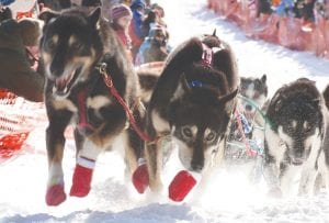 Among the photographers who are renowned for their Beargrease photography is Gary Meinz of Lutsen. This photo titled Digging In captures a lead dog intensely leading a team uphill at the start of the 2011 Beargrease.