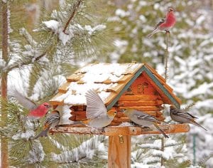 Lunch time in Cook County. Keeping up with our front page bird theme of recent weeks, the News-Herald shares this lovely picture taken by local photographer Paul Sundberg on Jan. 15. The beautiful bird feeder was crafted by Dale Tormondsen of Tofte.