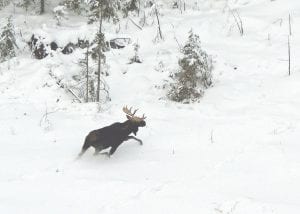 The results of this winter’s aerial moose survey are in and according to the Minnesota Department of Natural Resources, fewer of the magnificent animals, like this one, were seen.