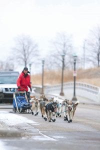 Cook County musher Frank Moe and his team on the final leg of their journey to the State Capitol to deliver petitions against non-ferrous metals mining in Minnesota.