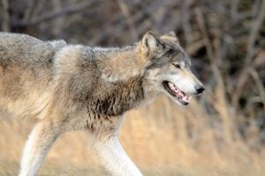 This is not an Isle Royale wolf, but it is a canine cousin in Cook County. David Johnson saw this wolf just east of Grand Marais on March 18. He said the wolf was about 40 feet away from him for just about five seconds.