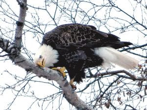 This very interesting photo of a bald eagle was taken by Sarah Hamilton of Trail Center Lodge. Is the eagle resting, scratching his head—or just leaning in to get an eagle’s eye view of the photographer?