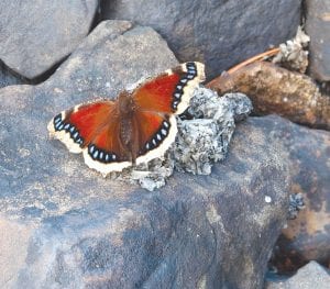 Spring is here! Thanks to Dennis Chick of Hungry Jack Lake for sharing this beautiful winged splash of color. Local entomologist Dave MacLean identified this as a mourning cloak butterfly, Nymphalis antiopa. He says adults overwinter and emerge on warm spring days. The mourning cloak has one generation each year and can be found throughout most of North America.