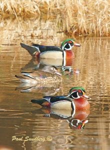 Return of the wood ducks. Grand Marais photographer Paul Sundberg was surprised to see wood ducks in his pond on March 29, the earliest he has ever seen the beautiful birds.