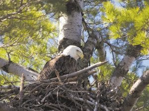 According to the Minnesota Department of Natural Resources, in 2005 there were an estimated 1,300 active bald eagle nests in Minnesota. We are very fortunate that many of them are in our back yard. David Johnson of Grand Marais captured this magnificent eagle on its nest in the Lake Saganaga area.