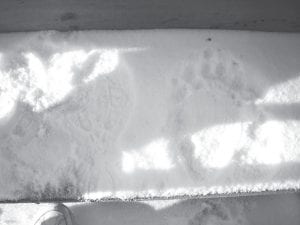 Although it may be difficult to see in the photo, the big bruin left an impression in the snow on the steps to the Kettunen’s deck. The footprint next to it, for comparison, is from Deidre Kettunen’s size 7 tennis shoe. The bear definitely left an impression on Publisher Hal Kettunen, who reminds readers to watch for wildlife!