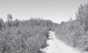 This forest road traverses one of the parcels of land in Cook County to be sold by the Minnesota Department of Natural Resources. This 40-acre parcel is located approximately 10 miles northwest of Hovland.