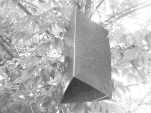 There are approximately 51 of these purple “traps” hung about the woods of Cook County. Forest users are asked to leave them alone—they are collecting important information on the spread of the emerald ash borer, a destructive insect whose larvae burrows under a tree’s bark, killing it. Ash trees are especially susceptible to the beetle.