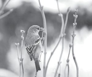 Do you ever see a beautiful bird like this one and wonder what species it is? Cook County Community Education is offering Birds of the North Woods with Molly Hoffman in June to help birders identify our feathered friends.