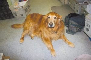 Postmaster Sandy Updyke's golden retriever Toby will miss the daily interaction with the people of Hovland.