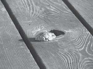 Watch where you step! Camouflaged frogs like this one could be underfoot at any time.