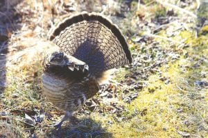 According to a survey conducted by the Minnesota Department of Natural Resources (DNR), Minnesota’s ruffed grouse spring drumming counts were lower than last year across most of the bird’s range.