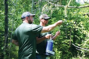 Nick Bogyo is shown here helping Nick Kasper to set a mosquito trap in a tree. The next day the two checked their traps and Kasper displayed his catch in this photo above. The two young men will be trapping mosquitoes in Cook County until the frost. The captured mosquitoes are frozen and sent to a lab where scientists will determine what types of species we have in the Northland and then checked to see if these winged little beasts are carrying any diseases or viruses that could hurt moose, humans, or adversely affect any other animals.