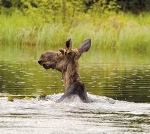 Grand Marais photographer David R. Johnson has had great success spotting moose this spring and summer and he has shared a number of great photos. Our favorite is this young bull cooling off in an area lake.