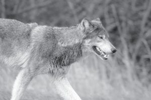 Minnesota’s first regulated wolf hunt will begin Saturday, November 3. The Minnesota Department of Natural Resources set a target harvest goal of 400 animals. The state’s wolf population is estimated at 3,000.