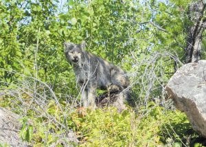 Tails from the Trail columnist Cory Christianson shares tales of the different tails he encounters on the trail—fish, fowl—and this week, a tailless animal, this lynx crossed his path.