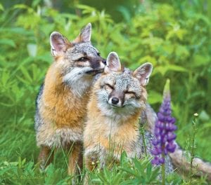 Wildlife photographer Dave Brislance of Lutsen shared this adorable photo of a pair of gray fox. He noted that in a forest infested with ticks, black flies and mosquitos, the gray fox take good care of each other, making sure their ears are free of ticks and bites. So, said Brislance, although it looks like the fox are whispering sweet nothings, the scene is actually a tick check!