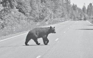 This black bear was minding its own business on the Gunflint Trail near Poplar Lake last June when local photographer Layne Kennedy took its photo. Unfortunately others have been getting into trouble in Grand Marais recently.