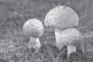 Do you think these mushrooms are edible? It’s not likely, but if you want to find out for sure, consider attending the Fungi Lesson offered by mycologist Gianrico Vasquez on September 1.