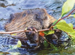 A family of beavers—two adults and three babies—has taken up residency within the Grand Marais harbor, building their stick and mud hut on the inside of the break wall close to the U.S. Border Patrol office. Photographer Paul Sundberg shared this picture with us, noting that beaver use their front feet like hands. Their long toes look just like fingers and they are able to turn a tiny branch in a circle as they feed on it.