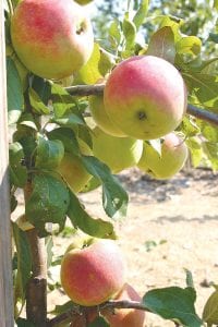 Although his oldest apple tree is two years old, Ray Block has already raised trees that have produced some beautiful apples, as pictured on the left. Block experiments with bagging apples. The bags help the apples ripen faster and protect them from bugs and birds. Block’s orchard on the north shore of Lake Superior has 60 apple trees and 20 rootstalks. Next year he expects to plant another 110 apple trees.