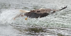 David R. Johnson of Grand Marais knows where some of the best fishing holes in Cook County are. Apparently, this eagle knows the same lakes. Johnson caught him mid-air with his catch.