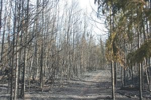 The Banadad Trail Association will be holding a trail workday on Saturday, October 20. Part of the cleanup will be through an area damaged by a 2010 Meads Lake fire. Organizer Ted Young said burnt-out trees are precariously close to falling onto the trail.