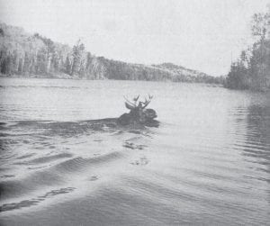 According to the News-Herald archives, this photo from Nov. 9, 1992 shows a young bull moose swimming across Duncan Lake. The moose became a problem for DNR researchers Gary Siesennop of Grand Marais and Tom Goeman of Brainerd as it was heading directly for their test nets. The two men had to redirect the moose, which they said “took some doing.” Siesennop, who frequently contributes photos for modern-day News-Herald readers to enjoy, said he recalled the incident as well as the fact that the lake was misidentified in the newspaper. “If it says anything other than ‘Moss Lake,’ it’s wrong,” he said.