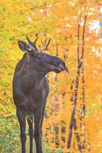 News-Herald reader Jerry Colburn caught some moose madness in September when he spotted this young bull moose along the Caribou Trail in Lutsen. Look for some Moose Madness of a different kind on page A3.