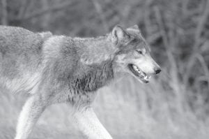 At press time, 73 gray wolves had been taken in Minnesota’s first wolf hunt in nearly 40 years. The majority of wolves killed have been in the northeast zone, which is encompasses much of Cook County. The Minnesota Department of Natural Resources (DNR) will evaluate the effect of the hunt on the wolf population after the season ends to determine whether or not a second hunt will be held next year.