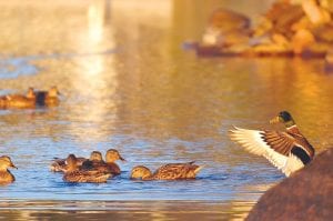 Local photographer Kathy Gray Anderson shared this lovely photo of a group of ducks on Devil Track Lake with the following quip, “I’m not sure if he is a preacher, choir director, candidate, or just trying to get his ducks in a row for their upcoming flight south.”