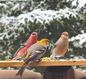 It’s once again time for the Audubon Christmas Bird Count. These pine grosbeaks are outside the Grand Marais “counting circle” at Dennis and Mickey Chick’s home on Hungry Jack Lake, but there are many others that will be counted on Saturday, December 15.