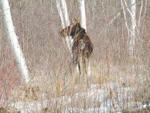 This young moose is barely visible through the brush. Northlanders are seeing fewer moose around the county. The Minnesota Department of Natural Resources is considering adding the moose to its list of species “of special concern.”